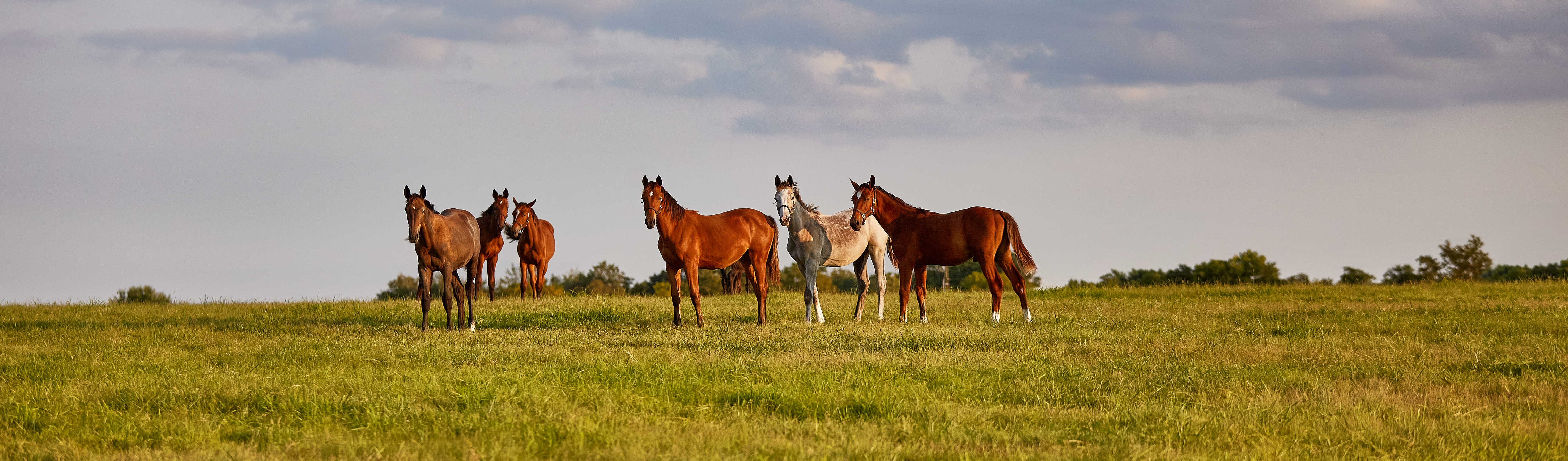 KY Tourism Horses-01.png